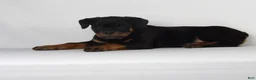 Rottweiler dogs for sale: Rottweiler Puppy 7 - Ad 5