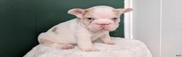 French Bulldog dogs for sale: Koda - Ad 7