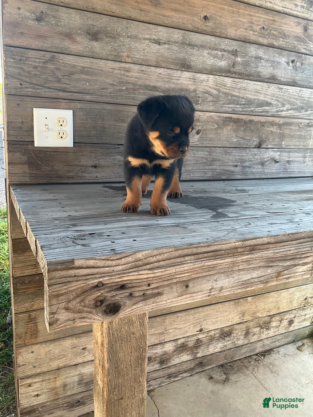 Rottweiler dogs for sale: Coco  - Ad 7