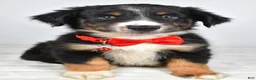 Miniature Australian Shepherd dogs for sale: Finch - Ad 8