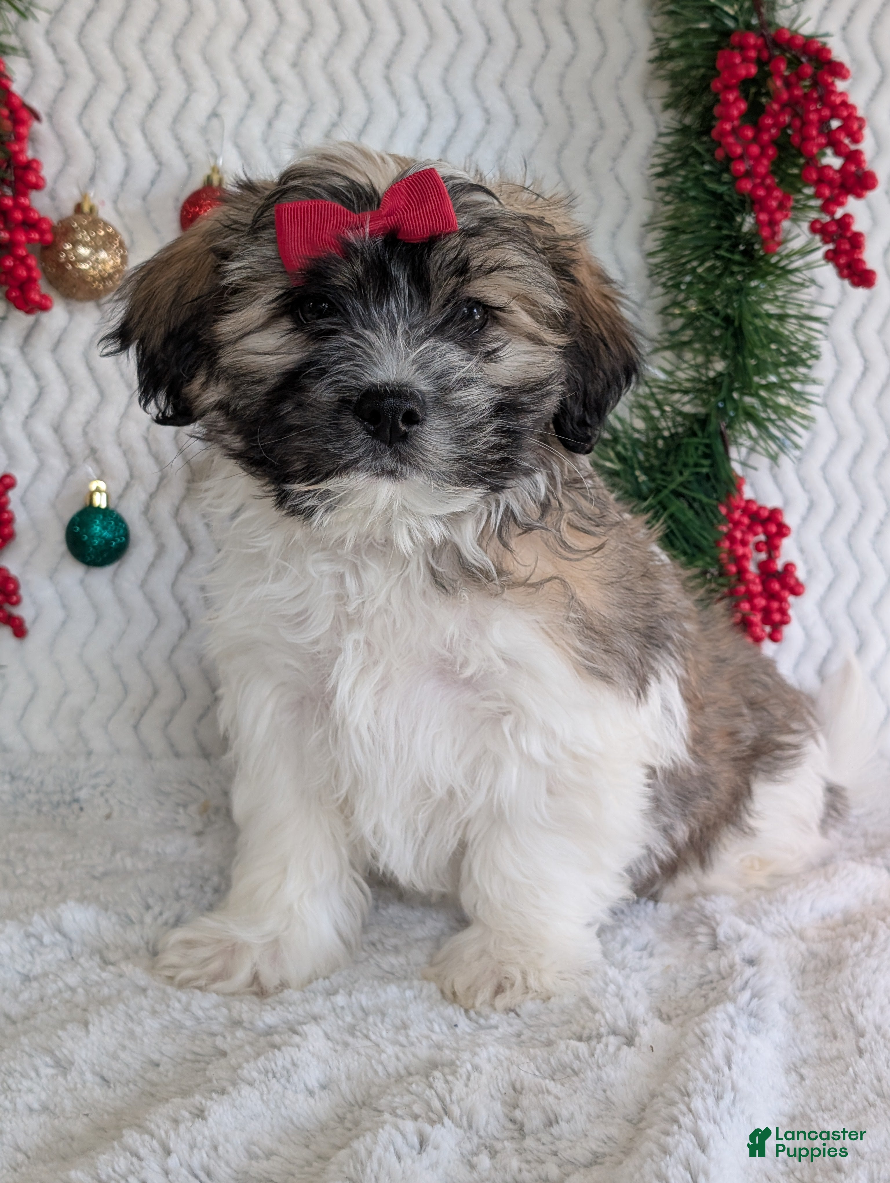 Teddy Bear dogs Loki - Ad 1