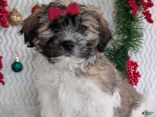 Teddy Bear dogs Loki - Ad 35