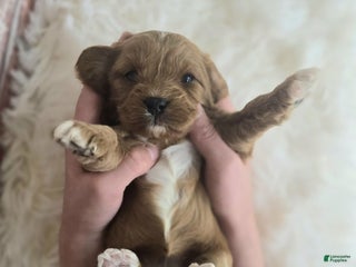 Cavapoo dogs - Ad 24