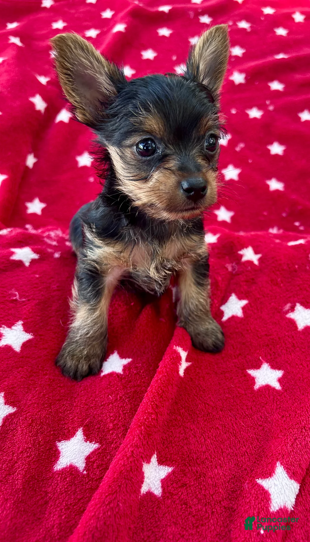 Yorkshire Terrier dogs for sale: Spoiled Male Yorkie - Ad 1