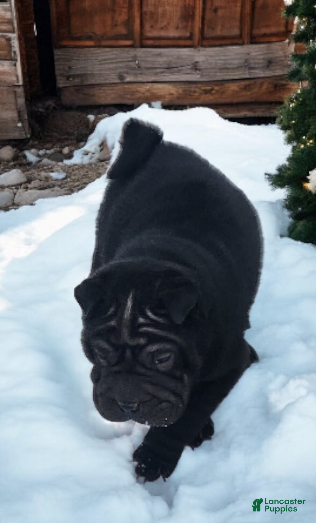 Shar Pei dogs for sale: Ebony mini  - Ad 5