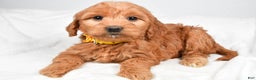 Mini Goldendoodle dogs for sale: Bridget - Ad 6