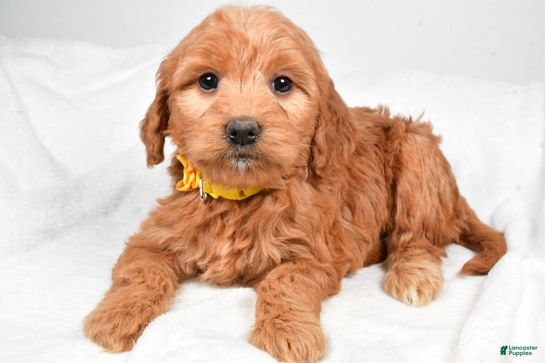 Mini Goldendoodle dogs for sale: Bridget - Ad 6