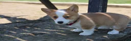 Welsh Corgi Pembroke dogs for sale: Winnie  - Ad 12