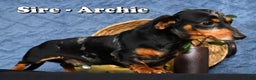 Miniature Dachshund dogs for sale: Rocky - Ad 13