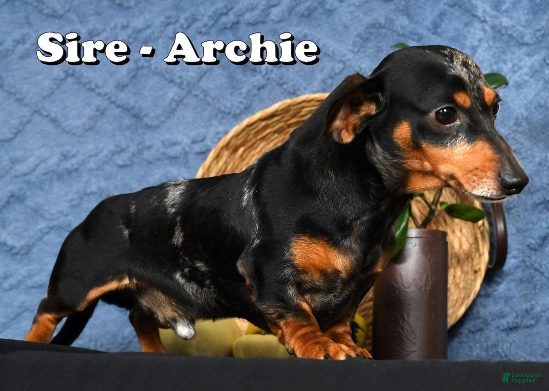 Miniature Dachshund dogs for sale: Rocky - Ad 13
