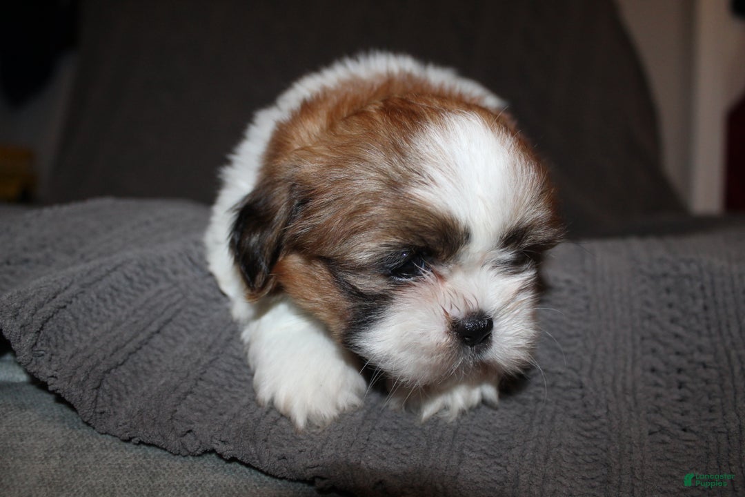 Shih Tzu dogs for sale: Lucy - Ad 5