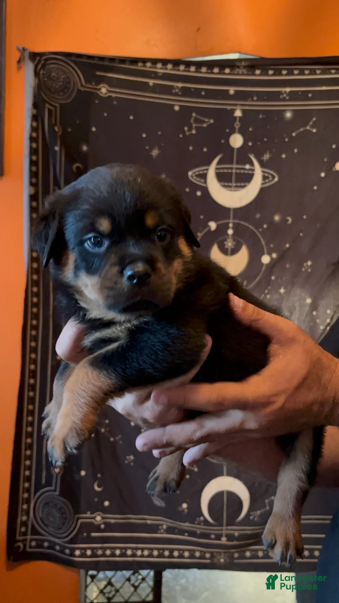 Rottweiler dogs for sale: Rottweiler 6 - Ad 1