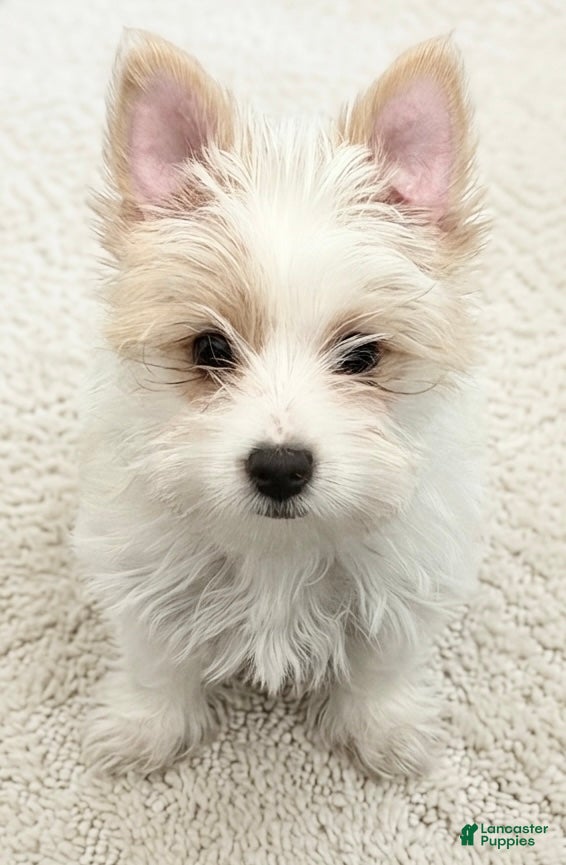 Yorkshire Terrier dogs Price Reduced! Rare AKC Blonde Gold Dust Parti Yorkie - Ad 2