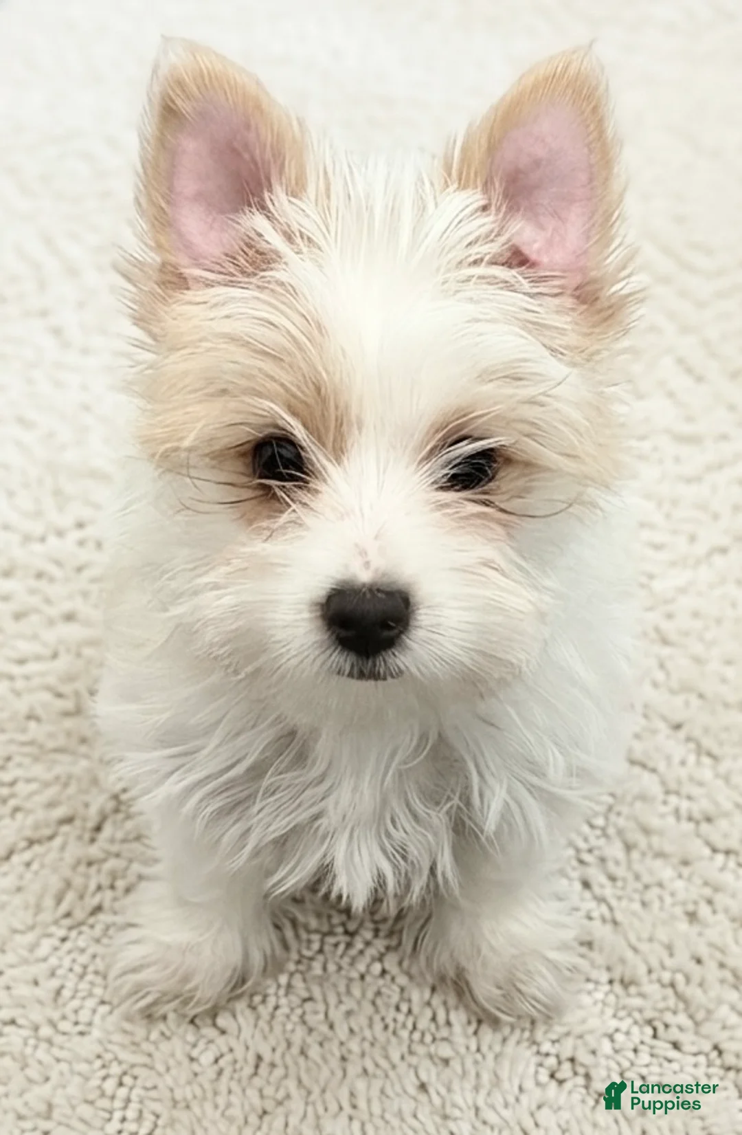 Yorkshire Terrier dogs for sale: Price Reduced! Rare AKC Blonde Gold Dust Parti Yorkie - Ad 2