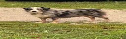 Miniature Australian Shepherd dogs for sale: Jesse - Ad 2