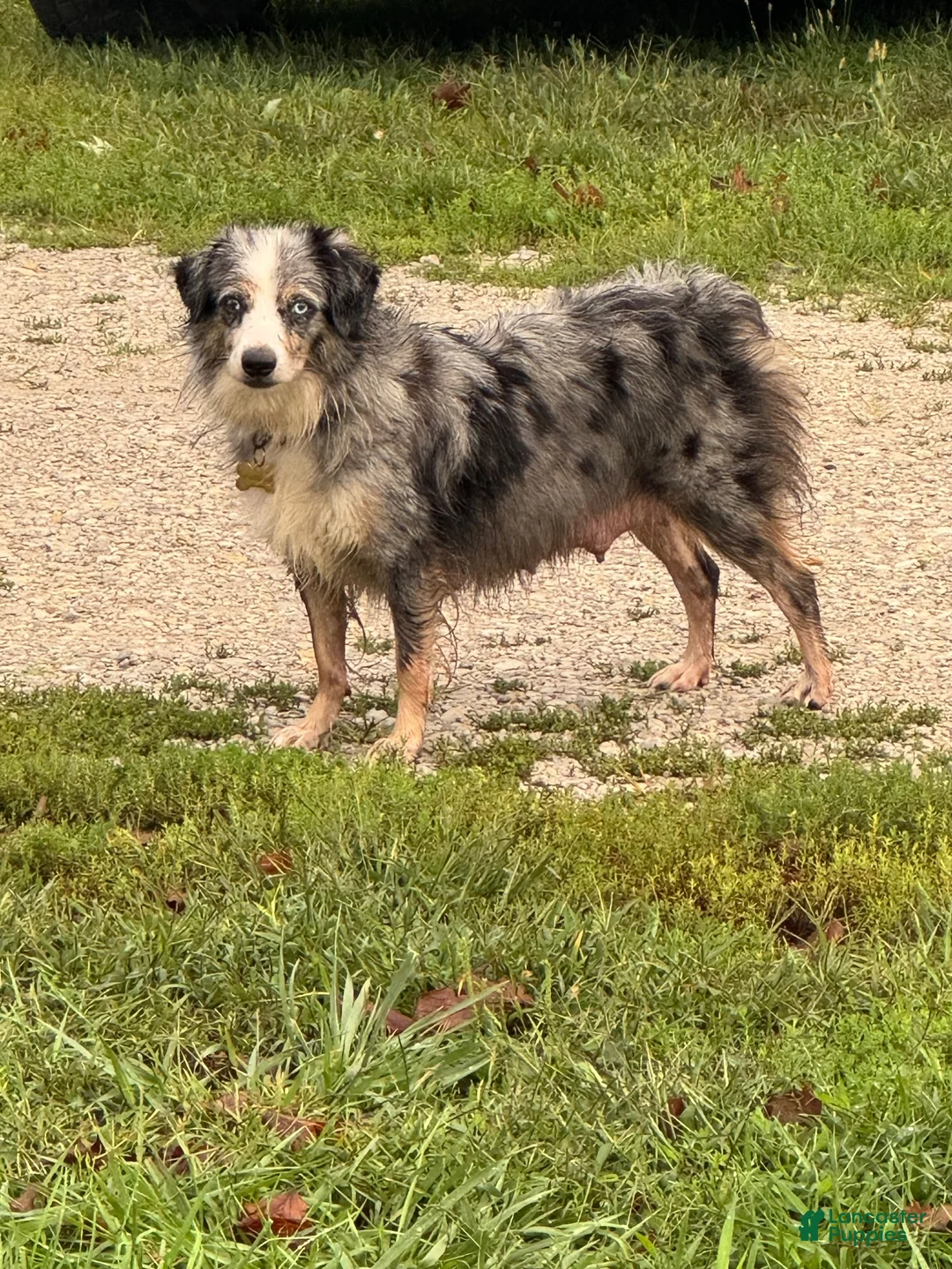Miniature Australian Shepherd dogs for sale: Jesse - Ad 2