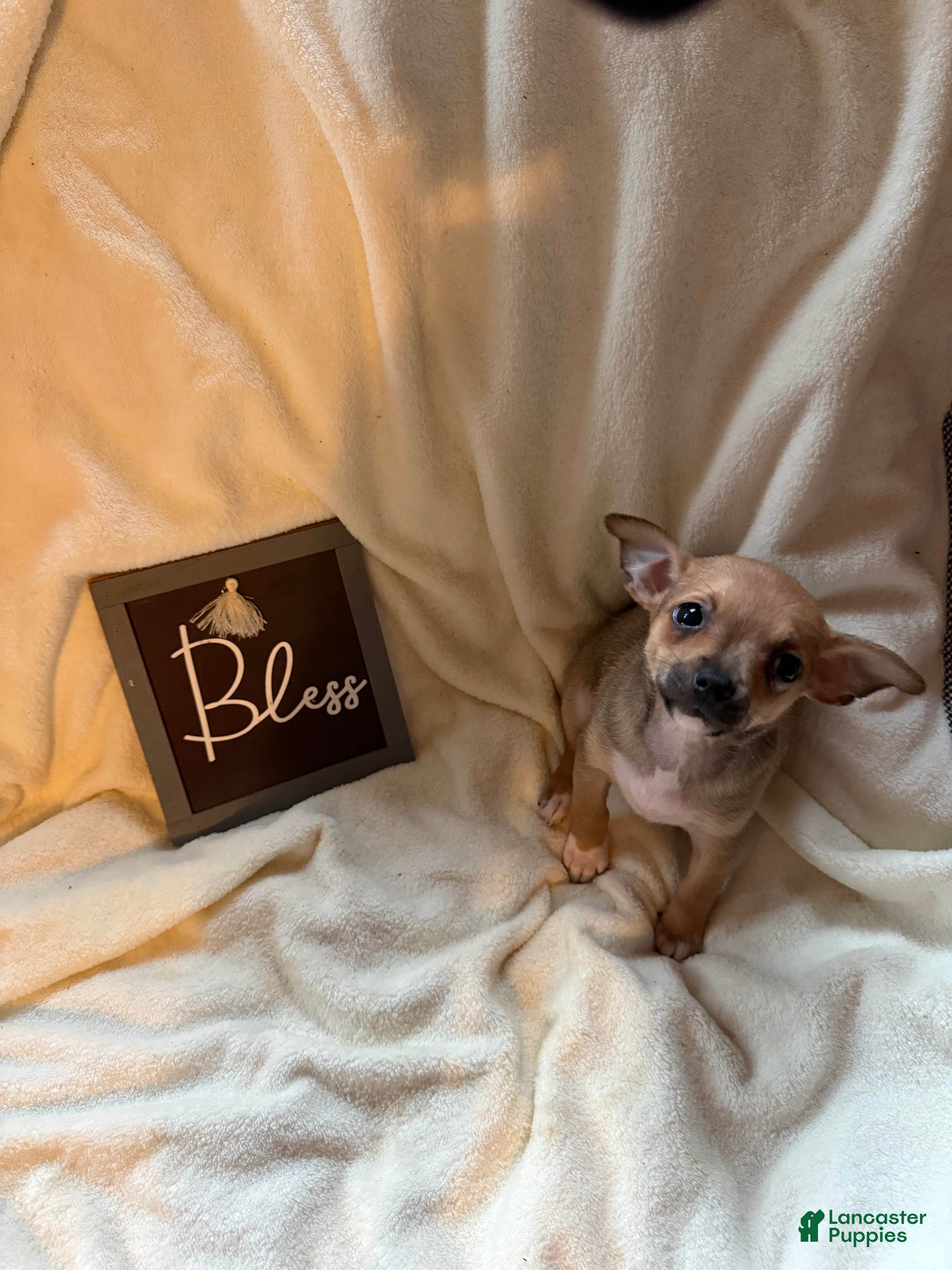 Chihuahua dogs Zues  - Ad 1