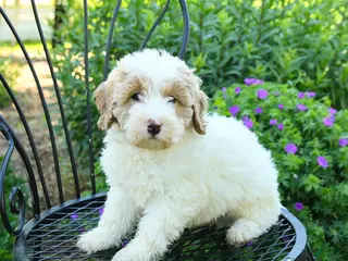 Mixed Breed dogs for sale: Parker - Ad 2