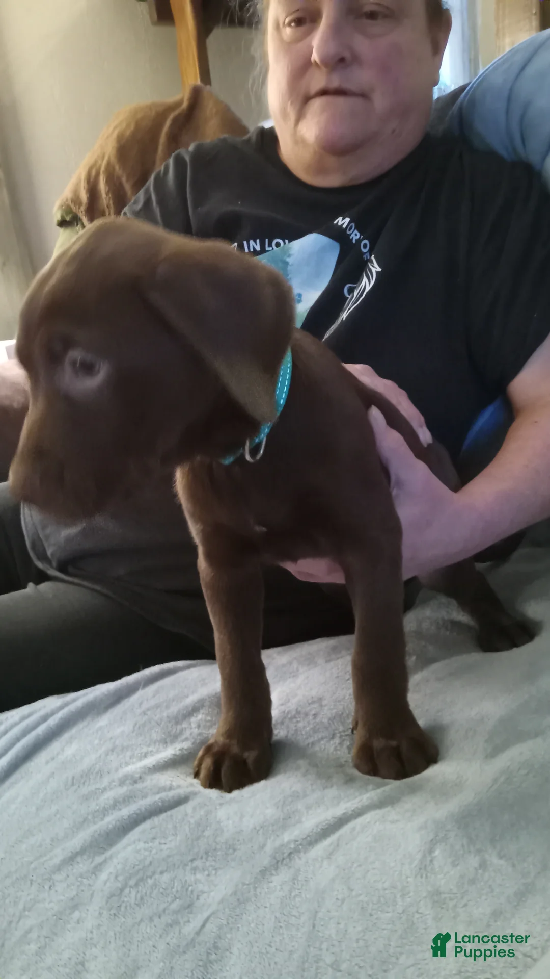 Mixed Breed dogs for sale: Mixed Breed Puppy 2 - Ad 2