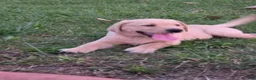 Labrador Retriever dogs for sale: Labrador Retriever 4Meet Your New Best Friend! Beautiful Yellow Female Labrador Retriever Puppies Available 💛 - Ad 5