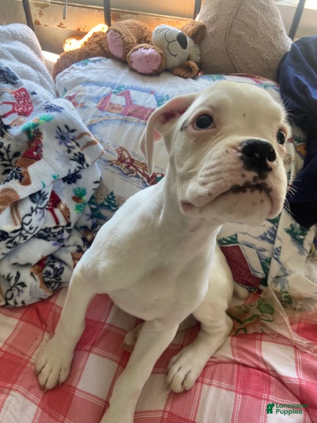 Week Old White Boxer Puppy Week Old Boxer Puppy Sitting Stock