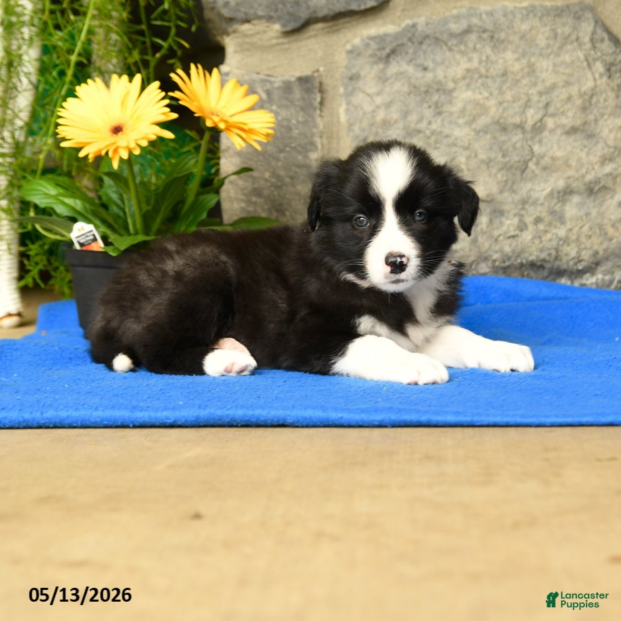 Border Collie dogs Kathy - Ad 2