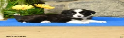 Border Collie dogs for sale: Kathy - Ad 2