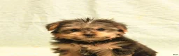 Yorkshire Terrier dogs for sale: Harold - Ad 5