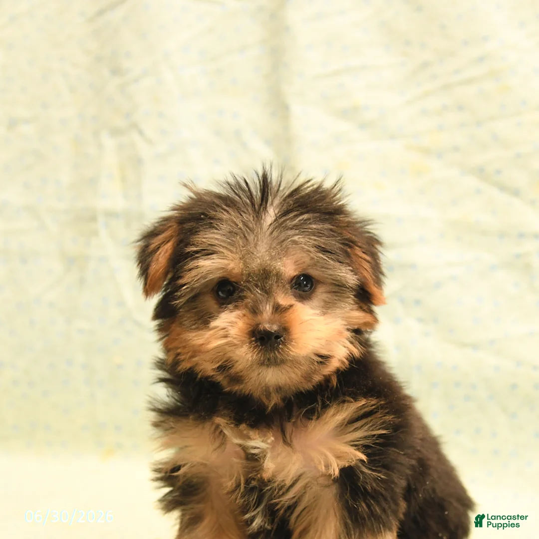 Yorkshire Terrier dogs for sale: Harold - Ad 5