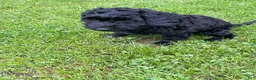 Labradoodle dogs for sale: Shadow - Ad 6