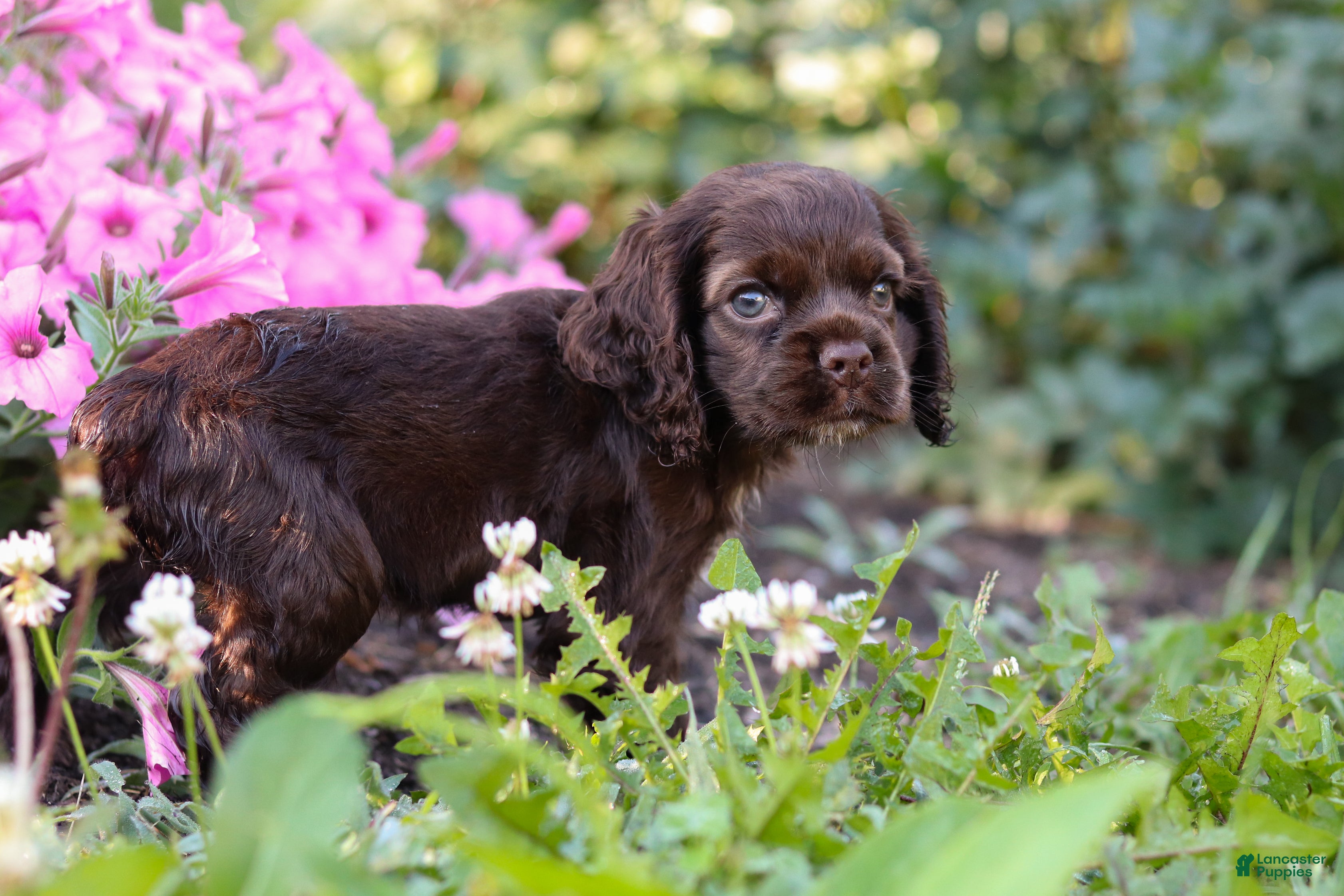 Cocker Spaniel dogs Harlow - Ad 2