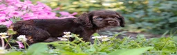 Cocker Spaniel dogs for sale: Harlow - Ad 2
