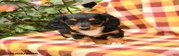 Miniature Dachshund dogs for sale: Willow - Ad 3