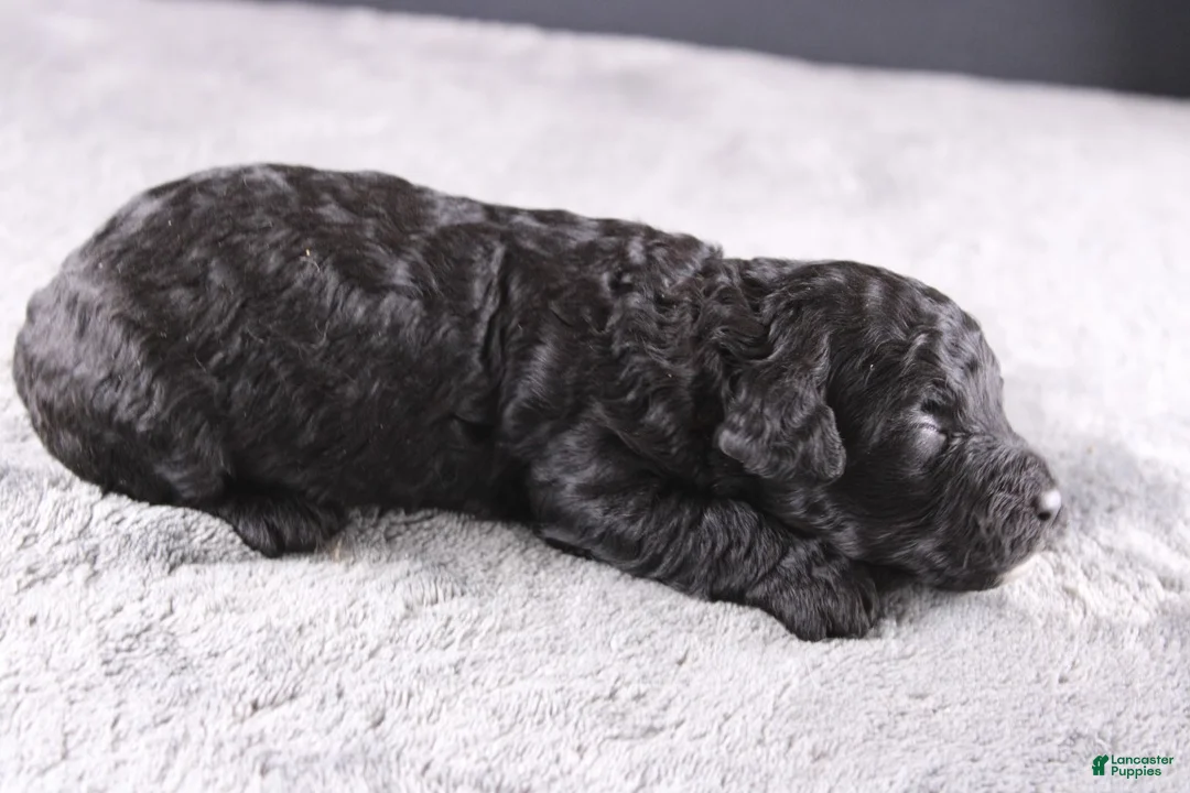 Mini Goldendoodle dogs for sale: Creed - Ad 2