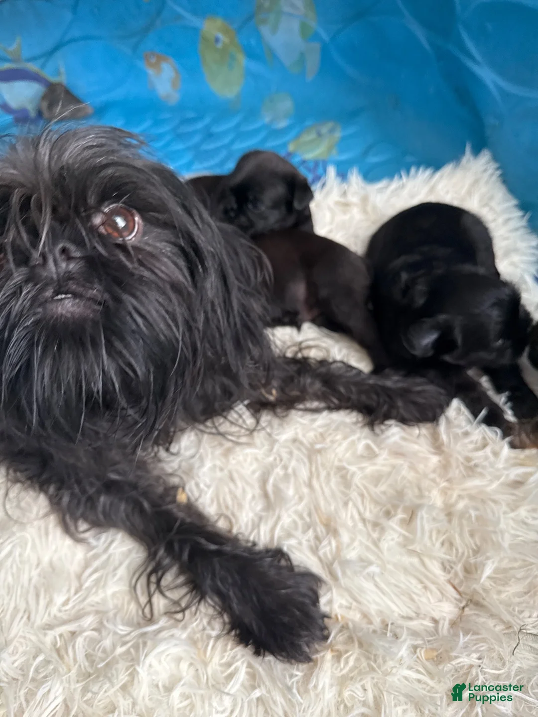 Brussels Griffon dogs for sale: Brussels Griffon 3 - Ad 2