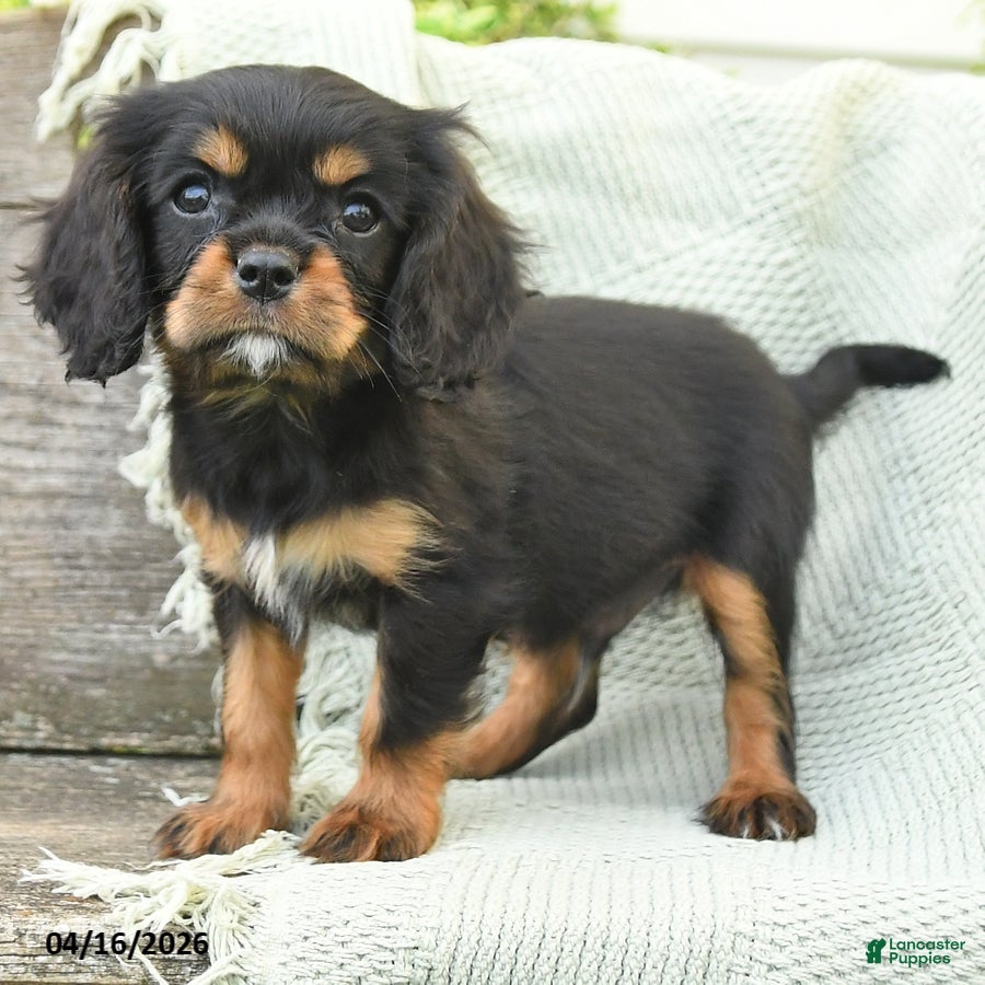 Cavalier King Charles Spaniel dogs Tim - Ad 2