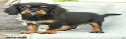 Cavalier King Charles Spaniel dogs for sale: Tim - Ad 2