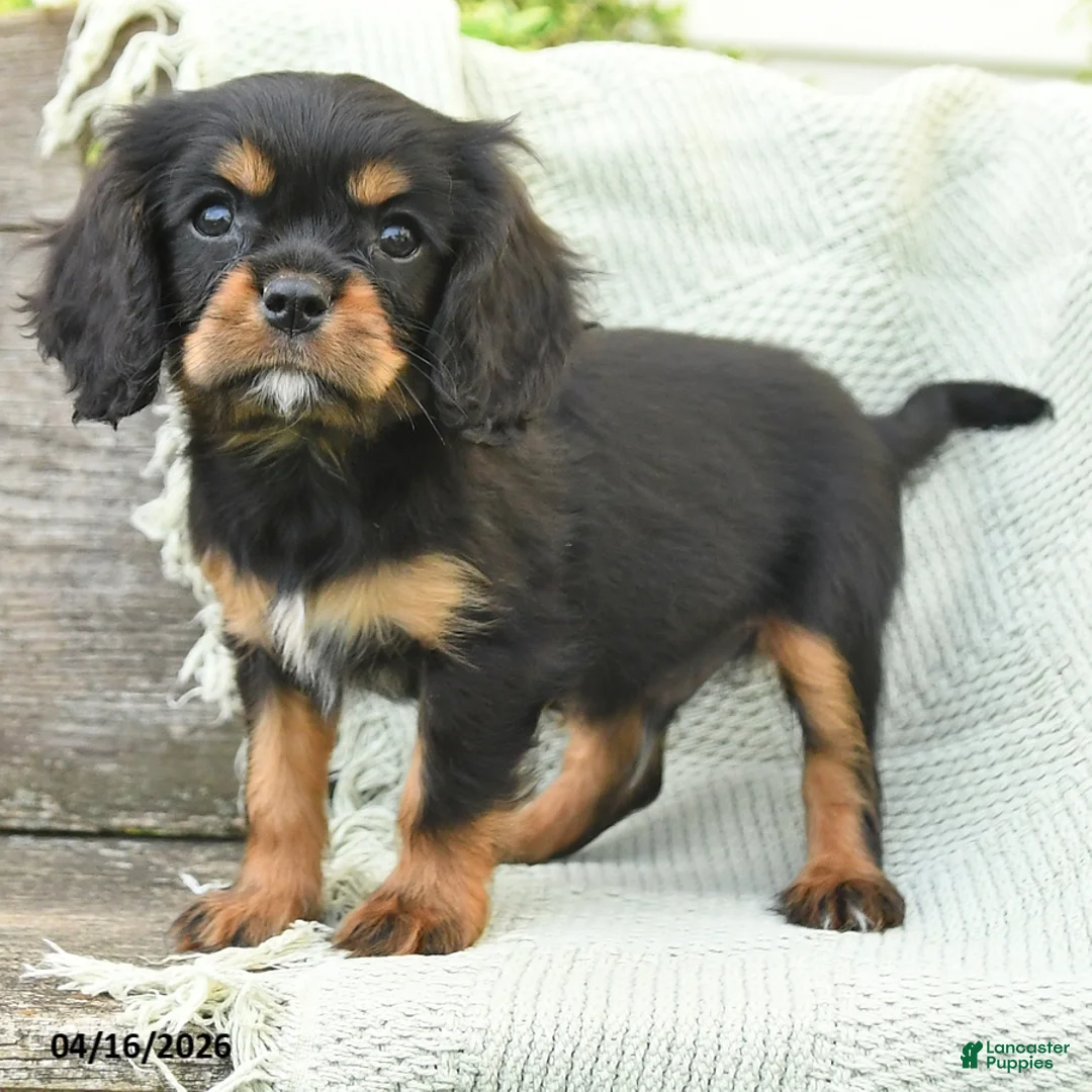 Cavalier King Charles Spaniel dogs for sale: Tim - Ad 2