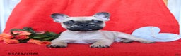 French Bulldog dogs for sale: Bruiser - Ad 1