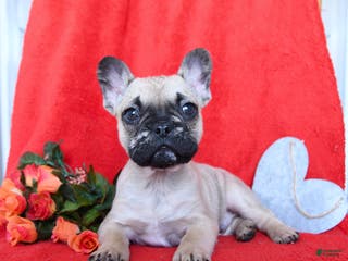 French Bulldog dogs Bruiser - Ad 10