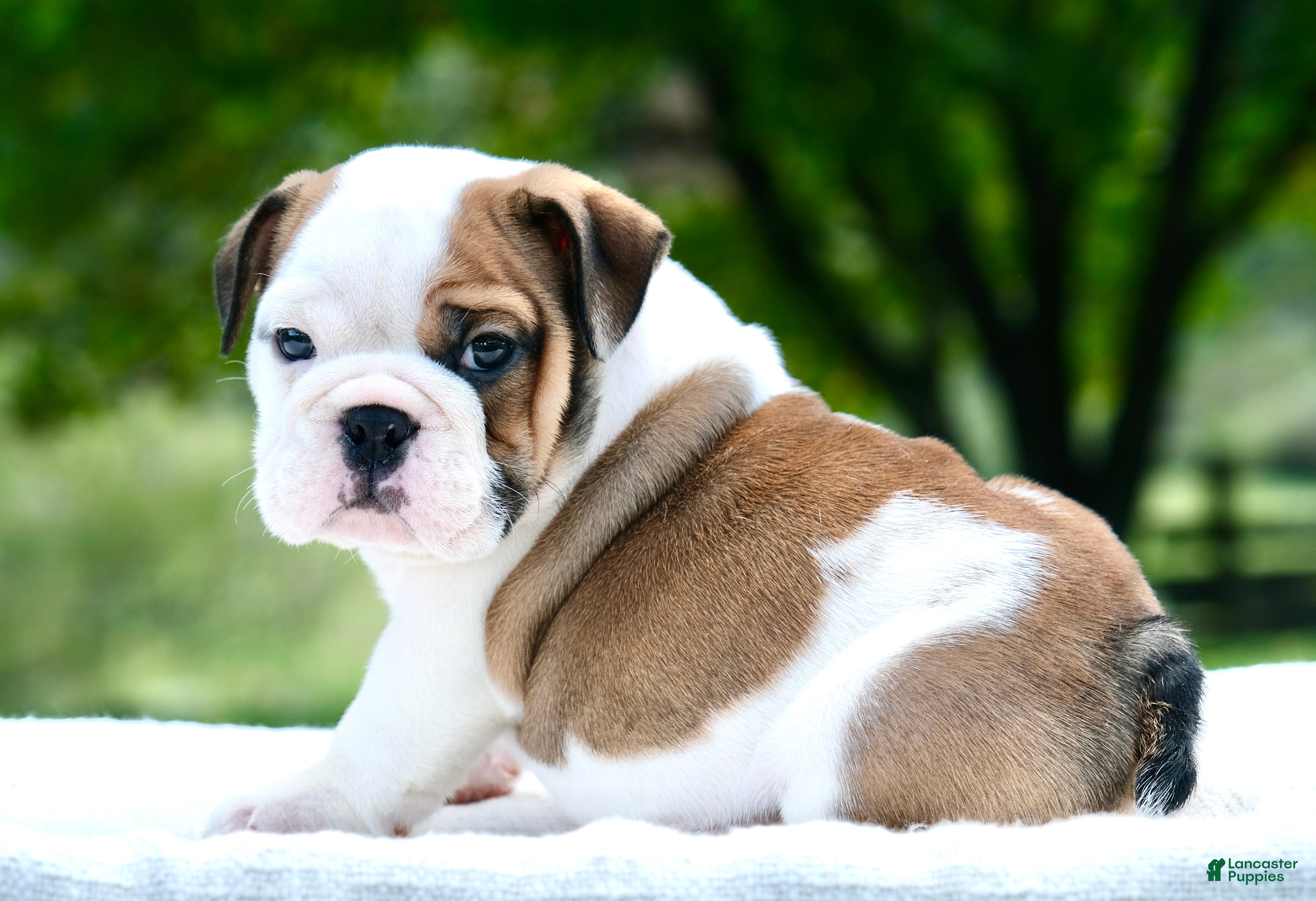 English Bulldog dogs George - Ad 1