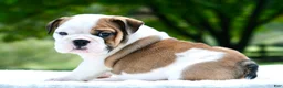 English Bulldog dogs for sale: George - Ad 1