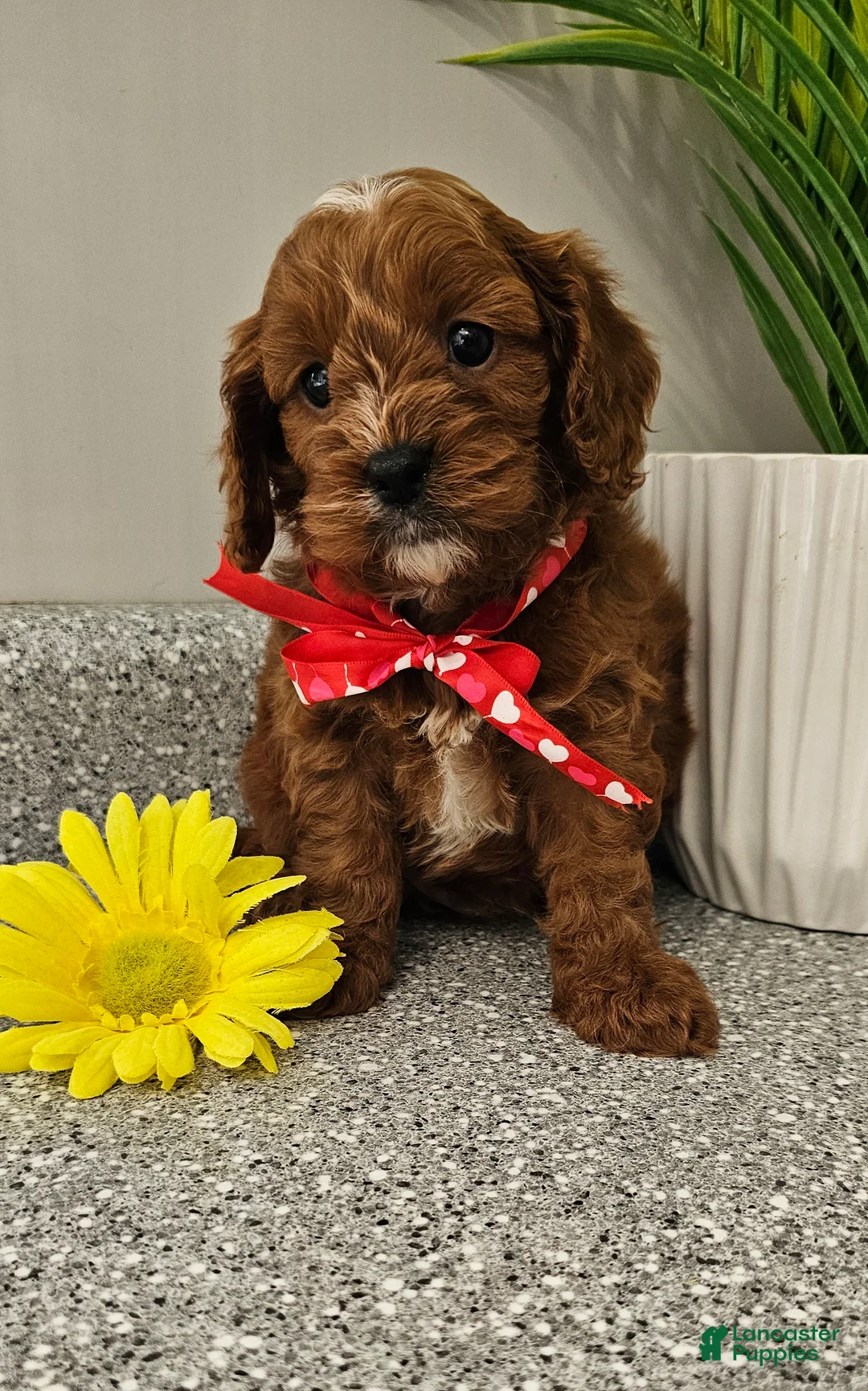 Cavapoo dogs for sale: Maxwell  - Ad 2