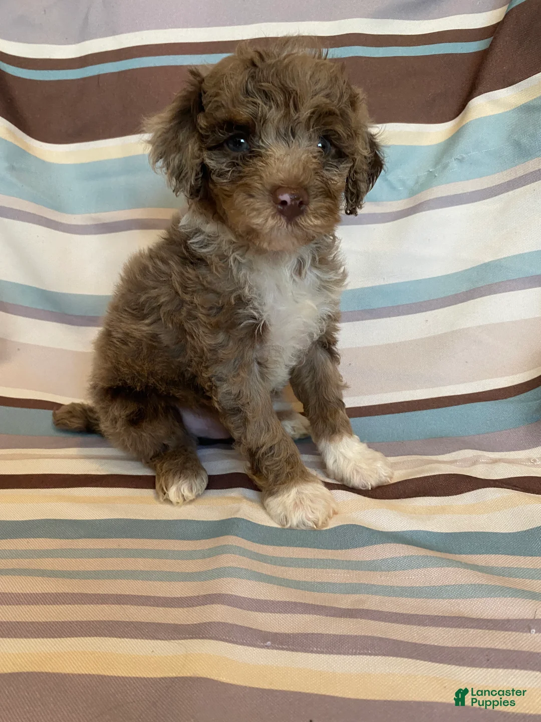 Mixed Breed dogs for sale: Male Mini Poodle - Ad 1