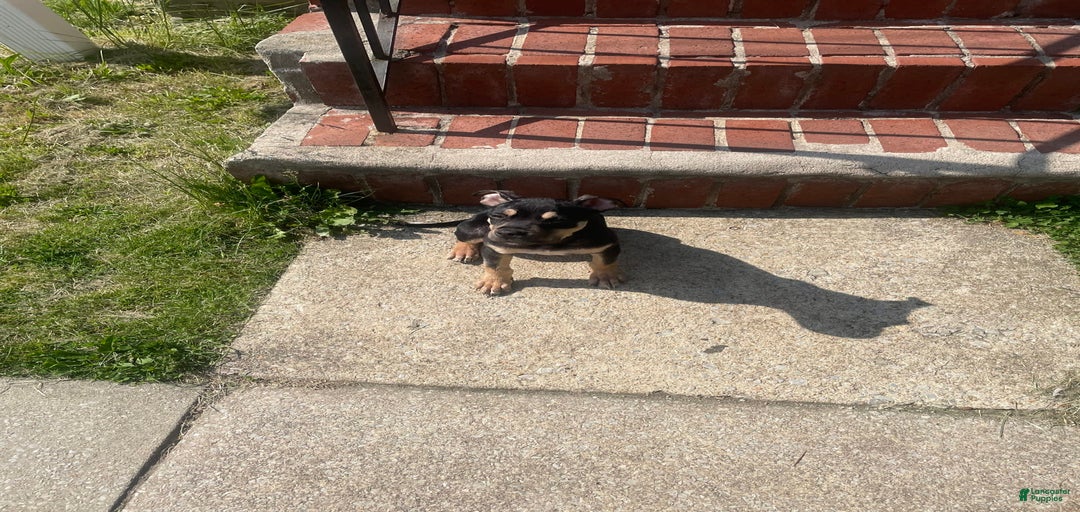 Gallery Image {{count}}