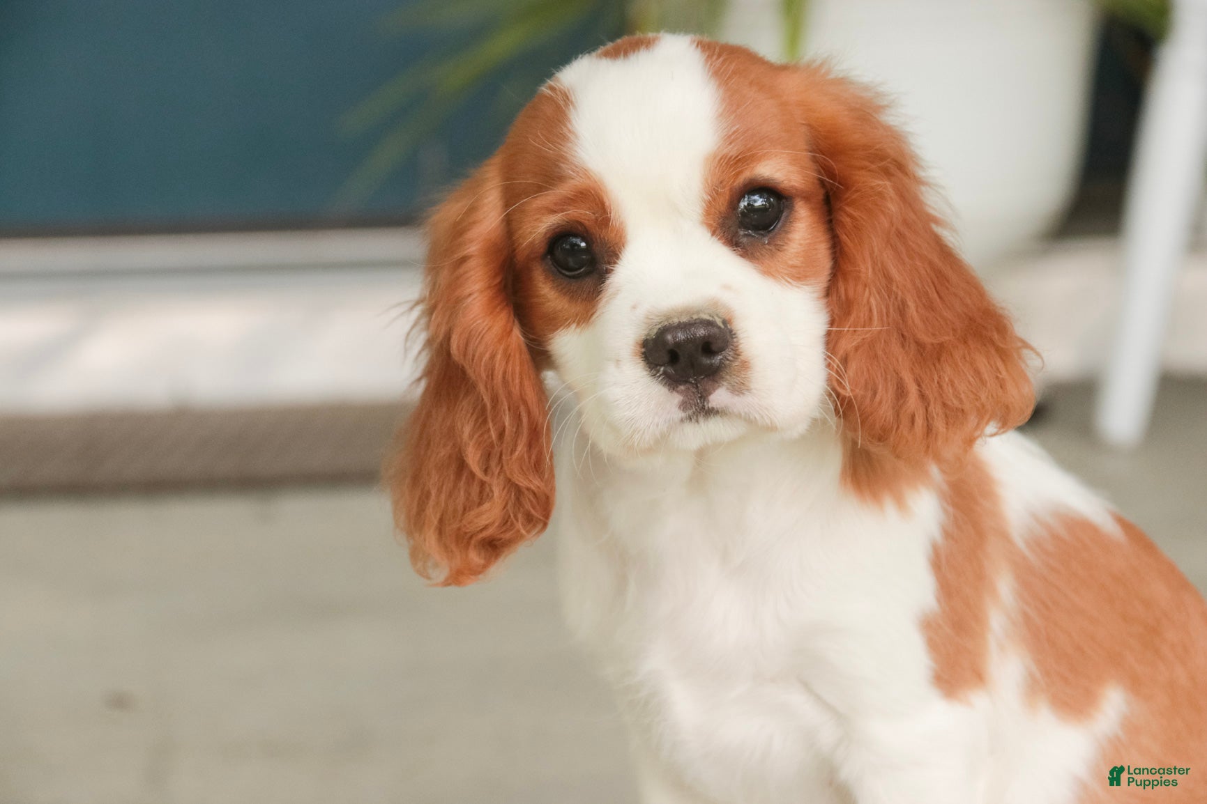 Cavalier King Charles Spaniel dogs Lincoln Cavalier King Charles Spaniel  - Ad 1