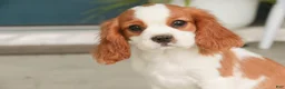 Cavalier King Charles Spaniel dogs for sale: Lincoln Cavalier King Charles Spaniel  - Ad 1