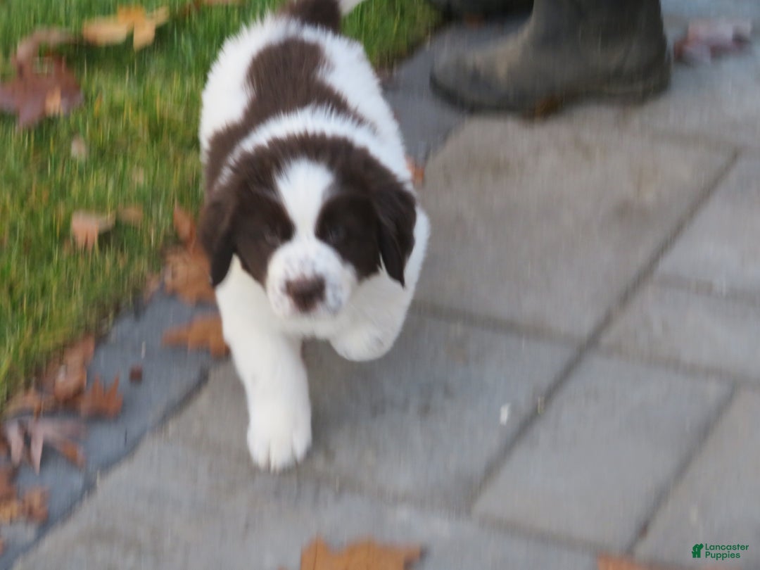 Newfoundland dogs for sale: Monty - Ad 9
