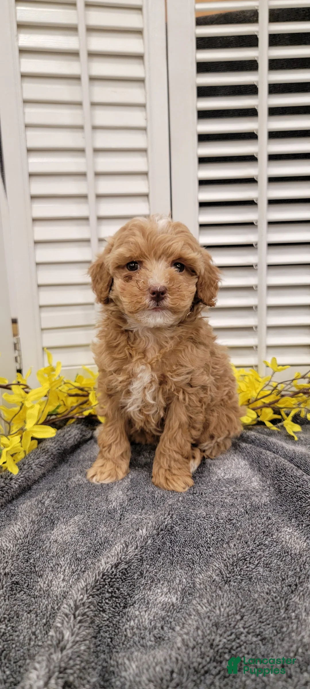 Miniature Poodle dogs for sale: Daisy - Ad 1