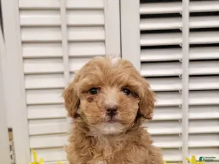 Miniature Poodle dogs for sale: Daisy - Ad 1